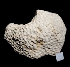 Very beautiful detailed jurassic oxfordian fossil coral complete colony  picture