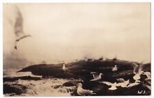 Post Card RPPC Seagulls picture