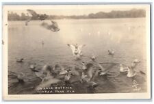 c1930's On Lake Osceola Winter Park Florida FL Goose Vintage RPPC Photo Postcard picture