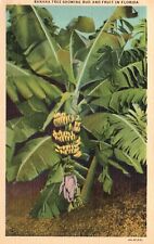 Postcard FL Banana Tree showing Bud & Fruit Florida 1934 Linen Vintage PC H1697 picture