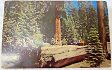 Auto Log Sequoia National Park California Postcard 1971 Giant forest automoble picture