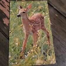 White Tailed Deer Fawn Nature Press Vintage Chrome Postcard picture
