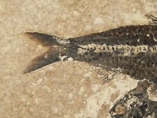 THREE 50 Million Year Old Knightia FISH Fossils With SCALES From Wyoming 700gr picture