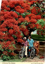 Exquisite Poinciana Tree: A Tropical Delight picture