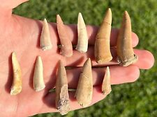 Enchodus Fossil Fish Tooth Fang ONE PER PURCHASE Morocco Cretaceous Dinosaur Age picture