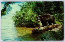 Greetings from Higgins Lake Michigan Black Bear Vacationland Scene Postcard picture