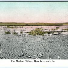 c1910s Livermore, IA Muskrat Village Swamp Litho Photo Hand Colored Postcard A25 picture