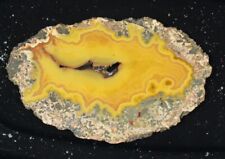Beautiful Bright Yellow Slab of Kentucky Agate, unpolished. picture