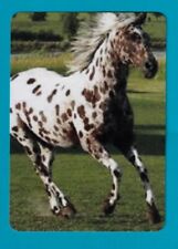 Beautiful Appaloosa Horse Galloping - Single Modern Wide Linen Swap P/Card picture