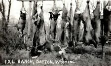 c1940's Hanging Deer Carcasses IXL Ranch Dayton Wyoming WY RPPC Photo Postcard picture