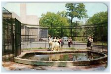 c1960's Seneca Park Zoo Polar Bear Scene Rochester New York NY Unposted Postcard picture