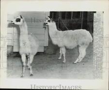 1947 Press Photo Llamas Jezebel & Juan at Hollywood's Griffith Park Zoo picture