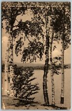 Vista Through the Birches of Webster Lake, Franklin, NH - Postcard picture