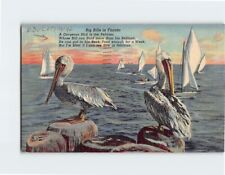 Postcard Pelicans Big Big Bills in Florida USA picture