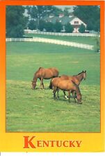 NEW 4x6 Unposted Postcard Louisville Kentucky State thoroughbred Horses grazing picture