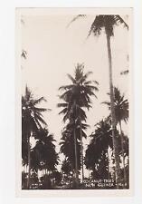 RPPC,New Guinea,So.Pacific,Coconut Trees,Grogan Photo,# 6,c.1940s picture