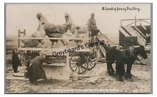 RPPC Chicken Exaggeration Fancy Poultry Horse Drawn Wagon Real Photo Postcard picture