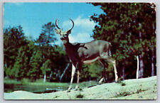A506 Vacation Scene Vintage Postcard Magnificent Buck Deer On Alert Posted Iowa picture