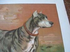 c. 1890 Art Print - RUSSIAN BOARHOUND Boar Hound GREAT DANE? not BORZOI Dog Dogs picture