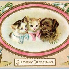 c1910s Adorable Kittens and Puppy Birthday Greetings Embossed Champaigne A190 picture