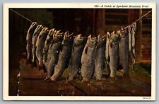 Postcard Catch of Speckled Mountain Trout Dude Corral Loveland Colorado     F 9 picture