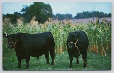 Famous Stock Yard Inn Lancaster Pennsylvania PA Cattle Cows Corn Postcard picture