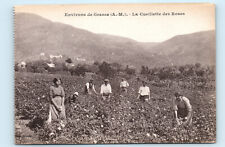 GRASSE France Rose Harvesting Vintage Postcard F23 picture