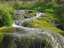 Photo 6x4 Mossy Cascade Simonsbath Detail of the small waterfall beside t c2009 picture