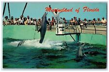 c1960's Feeding time Jumping Porpoises St Augustine Marineland Florida Postcard picture