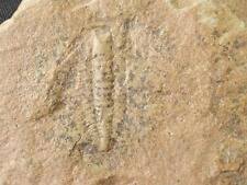 520 M. OLD Perrector brevilimbatus Fossil Trilobite Morocco Cambrian Lagerstatte picture