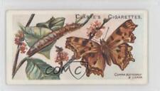 1912 Clarke's Butterflies & Moths Tobacco Comma Butterfly #43 jn1 picture
