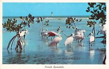 Everglades National Park Florida, Roseate Spoonbill Birds, Vintage Postcard picture