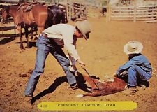 Vintage Crescent Junction, Utah. Calf Branding. Horses. Cowboys. Rodeo.Postcard picture