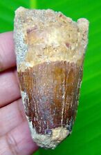 SPINOSAURUS DINOSAUR TOOTH - 2.25 INCHES - REAL FOSSIL - MOROCCO FOSSIL picture