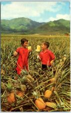 Postcard - Field Ripe Pineapples - Hawaii picture