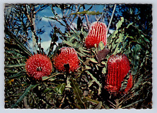Vintage Postcard Menzies Banksia Western Australia picture