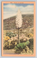 Yucca in Bloom Linen Postcard No 4939 picture