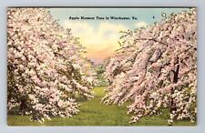 Winchester VA-Virginia, Apple Blossom Time, Antique, Vintage Souvenir Postcard picture