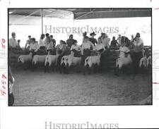 1983 Press Photo Competition Of Youngsters at Chambers County Texas Lamb Show picture