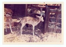 Vintage Old Photo Cute Doe Deer Petting Zoo Animal Color picture