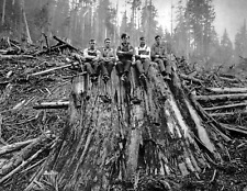 1925 Loggers Sitting on Cedar Stump, WA Old Photo 8.5