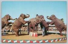 Postcard Elephants Ringling Brothers Circus Winter Quarters Sarasota Florida picture