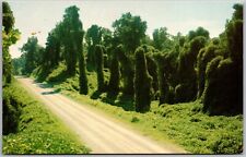 Postcard Vintage Chrome Kudzu Highway Mississippi MS picture