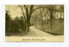 East Walpole MA 1908 postcard, Bird Avenue, winding narrow lane through trees picture
