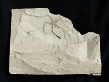 EXTINCTIONS- BEAUTIFUL, EXTREMELY RARE OPHIURA BRITTLESTAR FOSSIL FROM JAPAN picture