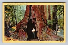 Big Basin CA-California, Grandmother Tree, Antique Vintage Souvenir Postcard picture