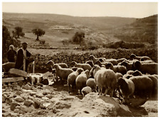 Palestine, Shepherd Life, Illustrating the Twenty Third Psalm 'My Cup Runne picture