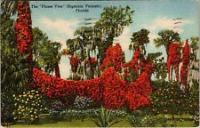 FL-Florida, Brilliant Colored Flame Vine, Bignonia Venusta Linen c1954 Postcard picture