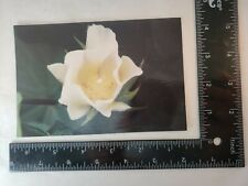 COTTON BLOOM POSTCARD -FREE SHIPPING picture