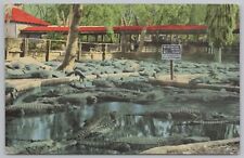 Animal~St Augustine FL~Alligator Farm~No Trespassing~They're Not Pets~Vtg PC picture